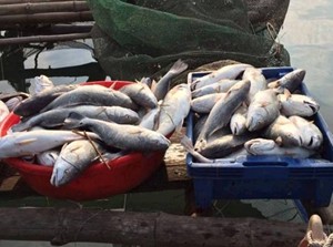 Quảng Trị đánh giá thiệt hại sau sự cố môi trường biển