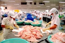 Từ 15/7, sẽ kiểm tra 100% lô hàng cá tra xuất đi Mỹ