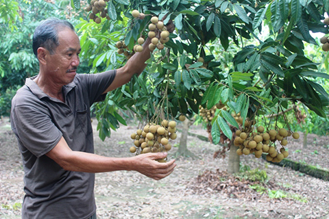 nhãn lồng hưng yên