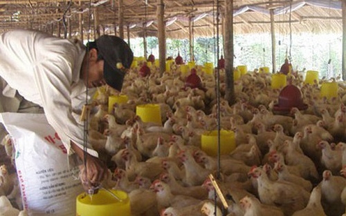 Giảm thuế để giảm giá thức ăn chăn nuôi