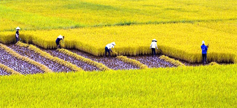 bảo vệ và phát triển đất trồng lúa