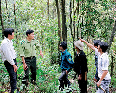bảo vệ rừng tại tỉnh sơn la
