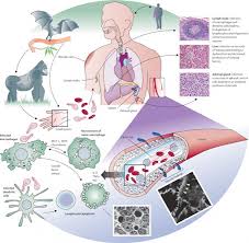 Virus Ebola đã bao phủ Liberia