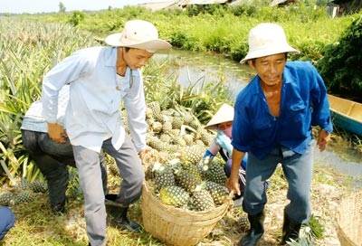Kinh doanh thuốc bảo vệ thực vật: DN lo mất trắng tiền tỷ