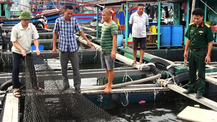 Quảng Ninh yêu cầu xác định rõ nguyên nhân hiện tượng cá chết ở Cẩm Phả