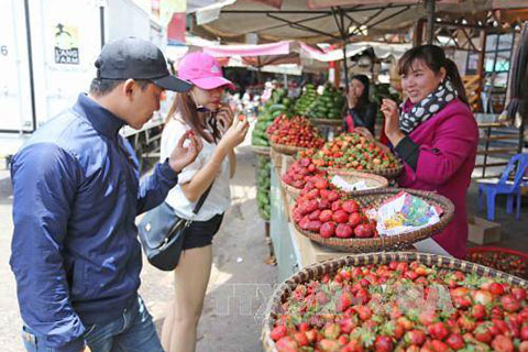 Dâu tây Đà Lạt khan hàng, giá tăng cao