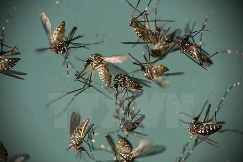 Công bố về loại muỗi Aedes đang gây dịch sốt xuất huyết