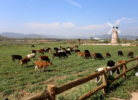 trang trại bò sữa vinamilk