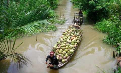 Dừa Bến Tre