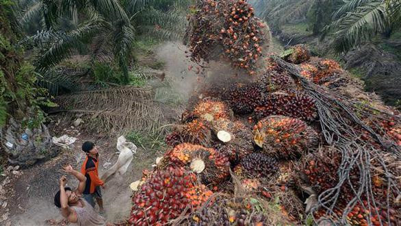 EU tuy&ecirc;n bố dầu cọ kh&ocirc;ng phải l&agrave; nguy&ecirc;n liệu xanh.