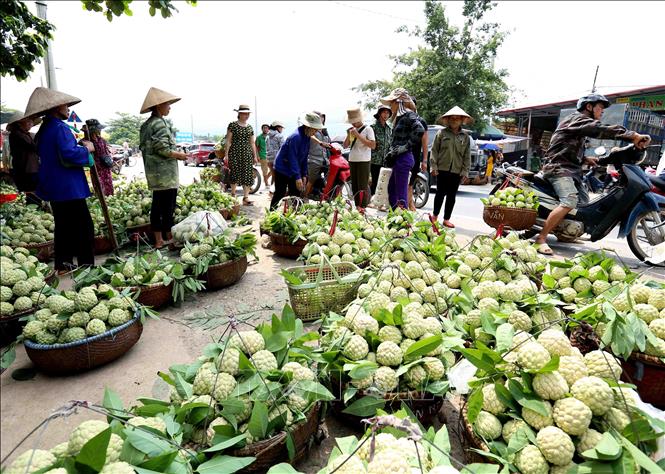 Tuần lễ quảng bá sản phẩm na Chi Lăng tại Hà Nội