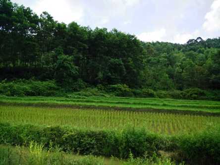 Hàng nghìn tỷ đồng hỗ trợ địa phương sắp xếp lại các công ty nông, lâm nghiệp