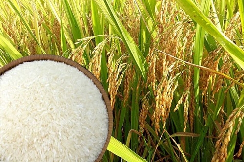 Ngân hàng Nhà nước yêu cầu các ngân hàng hỗ trợ doanh nghiệp tạm trữ gạo