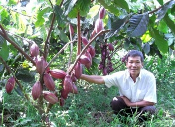 tien giang nguoi nong dan phan khoi vi ca cao tang gia