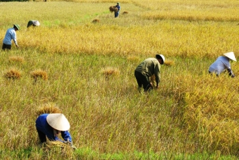 Cấp gần 52,4 tỷ đồng để thực hiện chính sách bảo vệ và phát triển đất trồng lúa