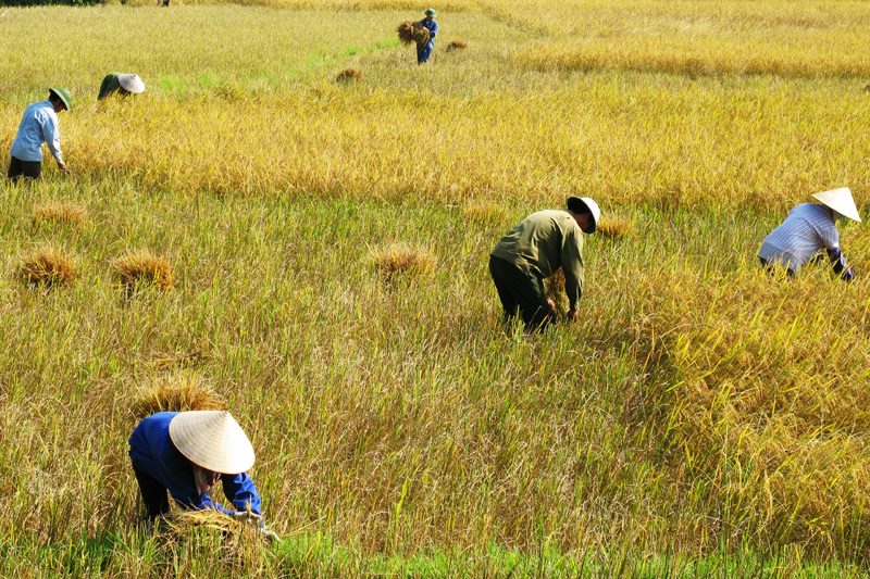Cấp gần 52,4 tỷ đồng để thực hiện chính sách bảo vệ và phát triển đất trồng lúa