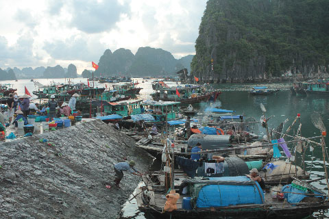 Quảng Ninh: Đã liên lạc được với 224 tàu cá xa bờ trú nạn bão số 3