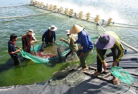 Cấp vốn không lãi suất để khoanh nợ cho người nuôi tôm, cá tra