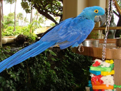 4. Vẹt đuôi dài Hyacinth Macaw – giá bán&amp;#58; 11,000 USD/con