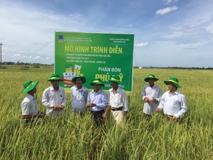 phan bon phu my cho cay lua tai quang tri tang nang suat them 10