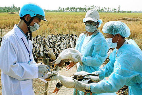 Năm 2018 sẽ có vắc xin cúm A/H5N1 cho gia cầm