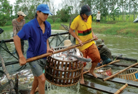 Giá cá tra và tôm khởi sắc có lợi cho người nuôi