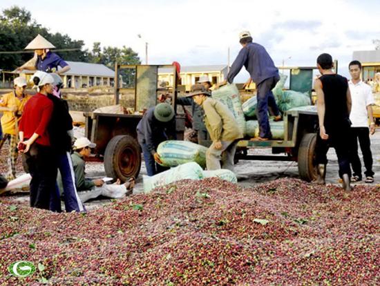 Gian lận thuế trong kinh doanh cà phê có dấu hiệu giảm