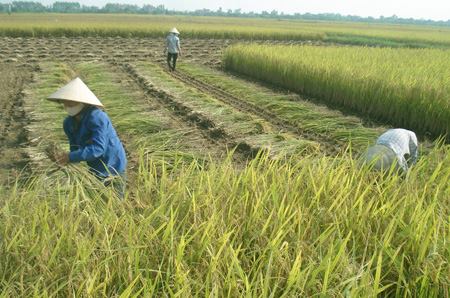 Đề nghị tỉnh Bạc Liêu báo cáo về thí điểm bảo hiểm nông nghiệp