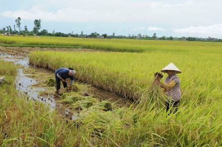 13 tỷ đồng mua giống lúa hỗ trợ nông dân Hậu Giang