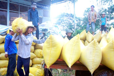 Xem xét hoàn thuế GTGT cho doanh nghiệp thu mua lúa, gạo