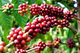 Nông dân được hỗ trợ phí mua bảo hiểm khi vay vốn tại Agribank