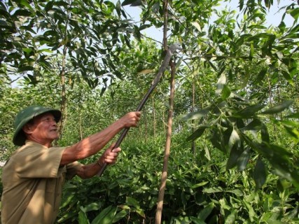 Giải ngân hơn 1.000 tỷ đồng cho trên 30.000 hộ mới thoát nghèo