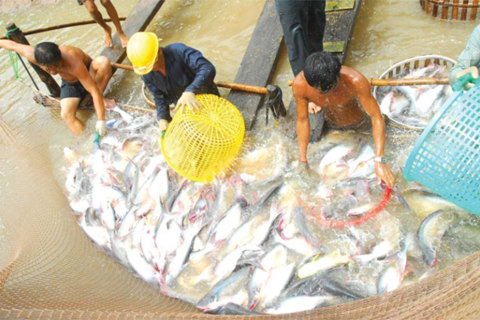 Liên kết để phát triển bền vững chuỗi ngành Cá tra