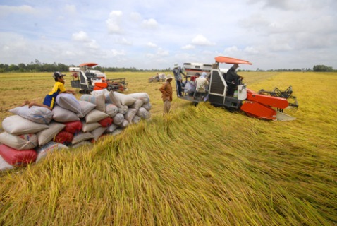 bảo hiểm nông nghiệp