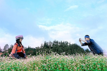 Lễ hội hoa Tam giác mạch tôn vinh loài hoa đặc trưng của núi rừng Tây Bắc