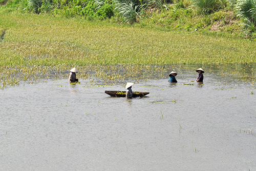 Nông dân Ninh Bình cứu lúa sau ngập úng