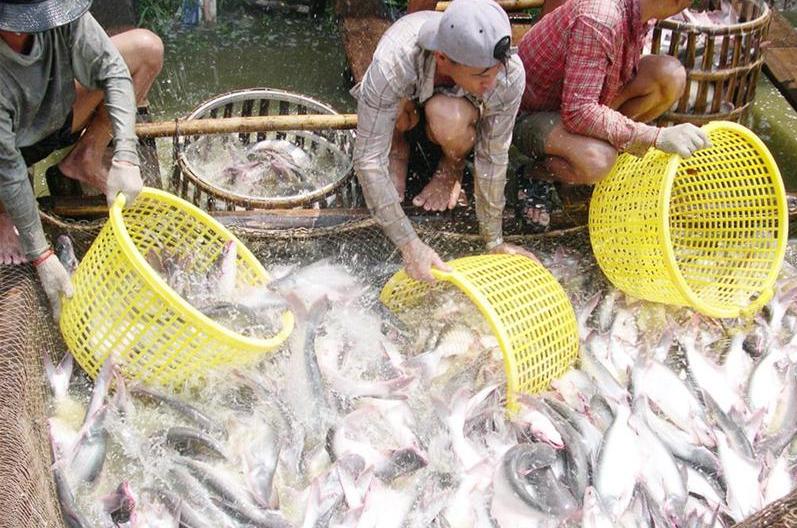 Cá tra nguyên liệu