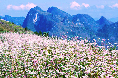 Nhiều tour du lịch giá hấp dẫn đi Hà Giang ngắm hoa tam giác mạch