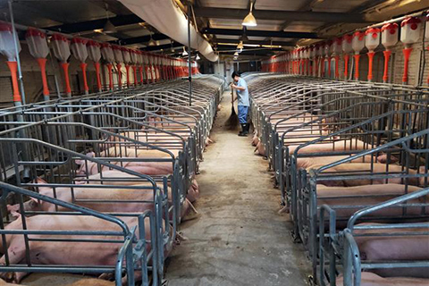 Khủng hoảng thịt lợn khiến lạm phát Trung Quốc cao nhất 6 năm