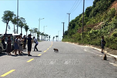 Đảm bảo an toàn cho du khách tham quan bán đảo Sơn Trà