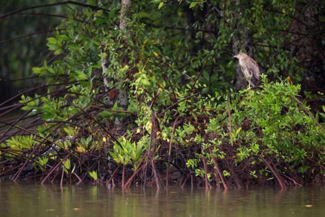 HSBC Việt Nam cùng WWF - Việt Nam tái sinh rừng ngập mặn