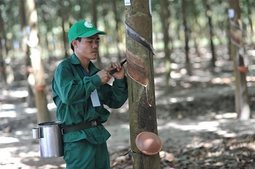 GVR: Quyết toán cổ phần hóa với giá trị vốn nhà nước hơn 41 nghìn tỷ đồng