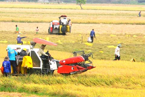 Hỗ trợ 1.000.000 đồng/ha/ đối với đất chuyên trồng lúa nước