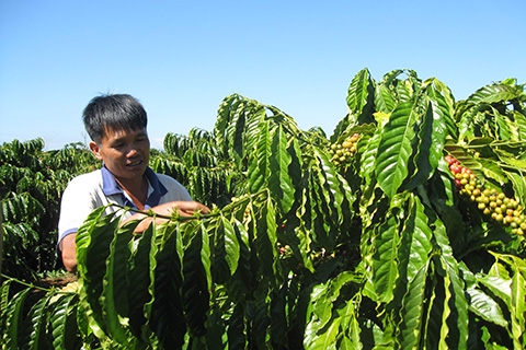 agribank chu luc dau tu nguon von tai canh cay ca phe