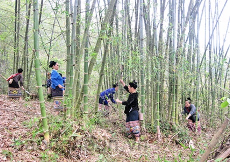 Gạo Chính phủ tới với người dân nghèo vùng cao Tương Dương, Nghệ An