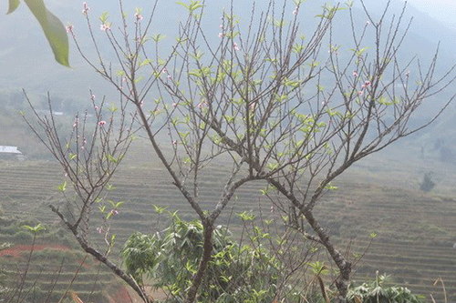 Không khí lạnh gây mưa, Bắc Bộ có nơi xuống dưới 14 độ C