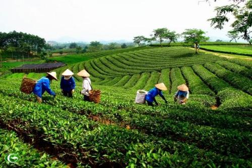 Nông lâm trường