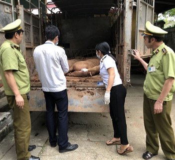 Tăng cường đấu tranh, ngăn chặn việc kinh doanh lợn nhập lậu