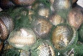 quang ninh bat giu vu van chuyen lau 487 kg ca the te te song