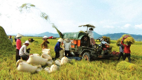 binh dinh tren 18 ty dong thuc hien thi diem bao hiem nong nghiep dot 3